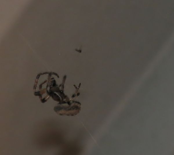 Insect "close-ups"......everyone show yours! (Page 2)