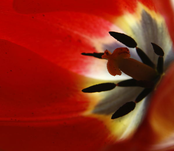 Red tulip...