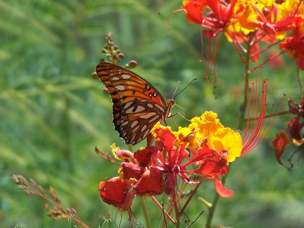 Butterfly on Mexican Bird of Paradise bush...