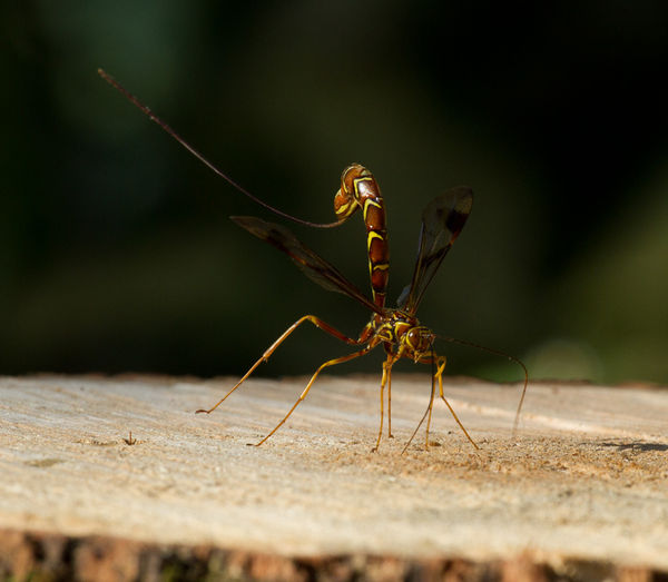 Female, you can see the long ovipositor streaming ...