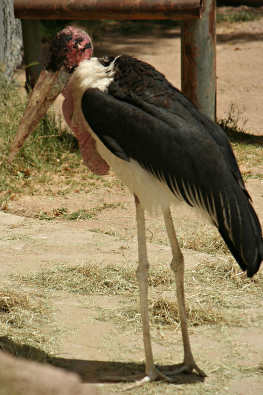 Ugly Stork...