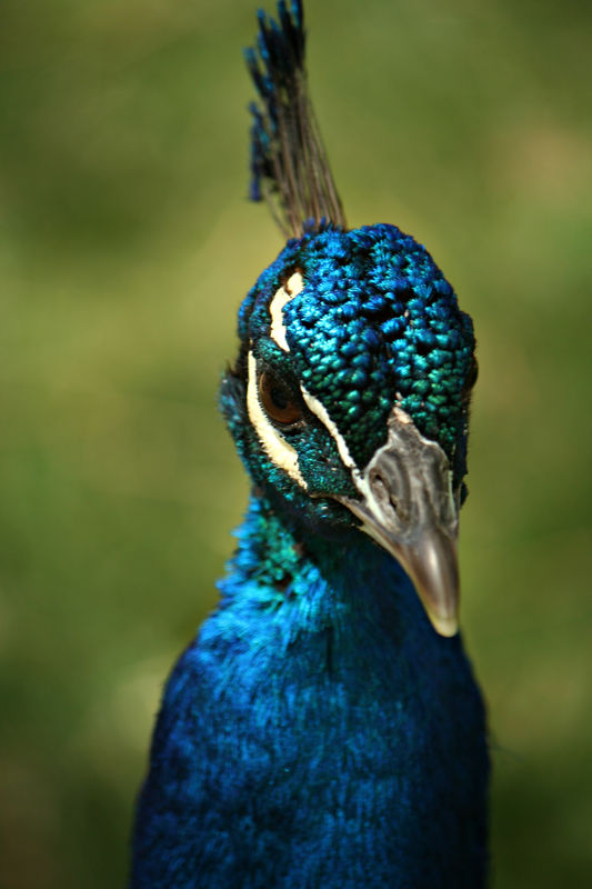 Peacock portrait...