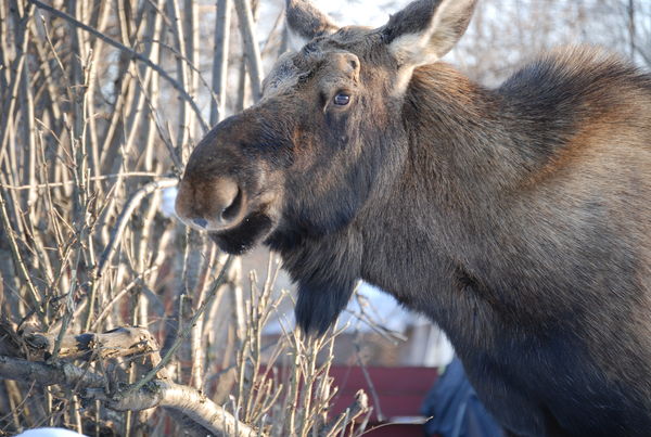 Moose...
