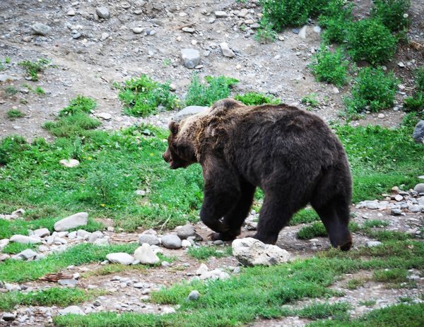 Grizzly Bear...
