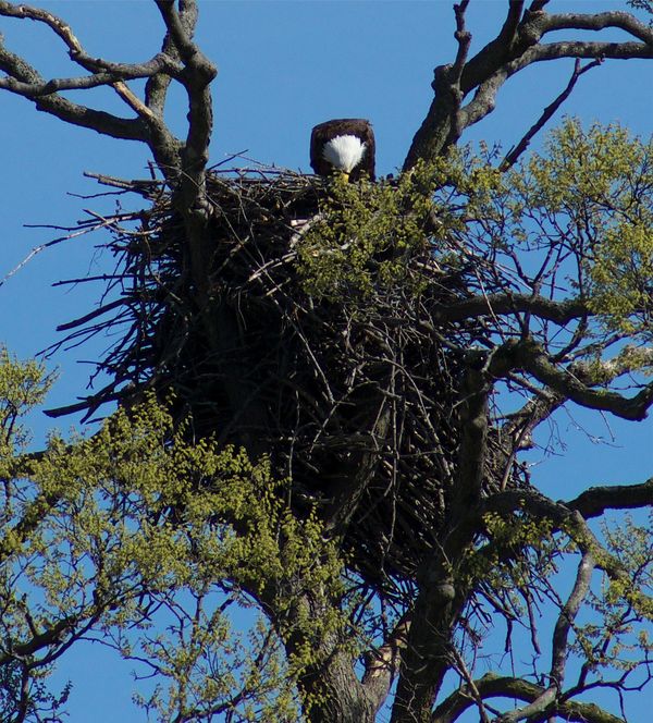 Here is the nest with one of the eagles in it....