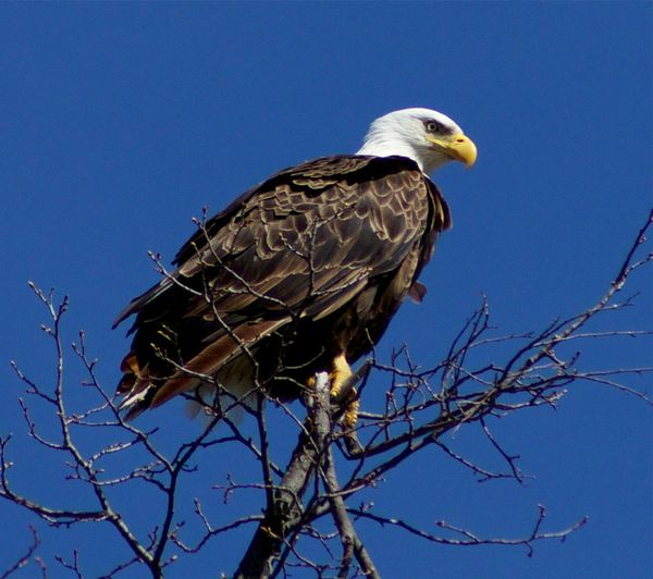 Here is the other eagle at the top of a tree a sho...