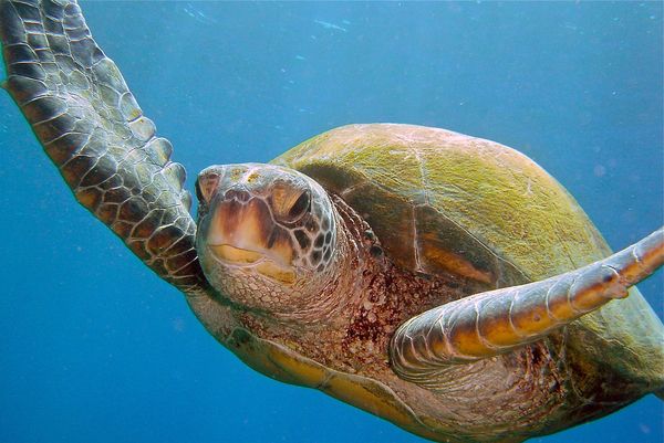 Hawaiian Green Sea Turtle...
