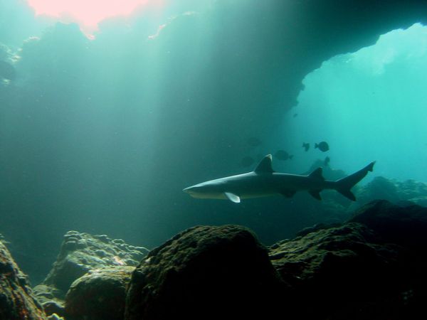 Reef shark in a lava tube...