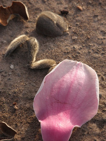 magnolia petal...