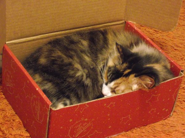 Small box - sleepy kitty...