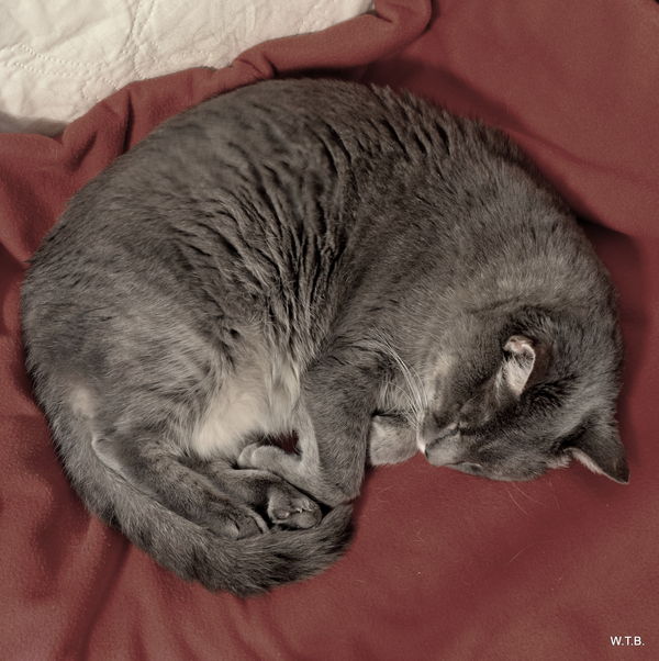 Dreaming Cat...