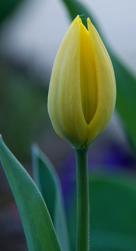 Yellow Tulip Ready to Open...
