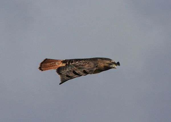 Red-Tailed Hawk...