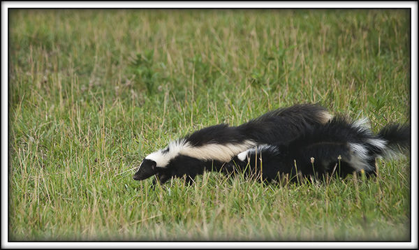 Mother Skunk and her litter of four...