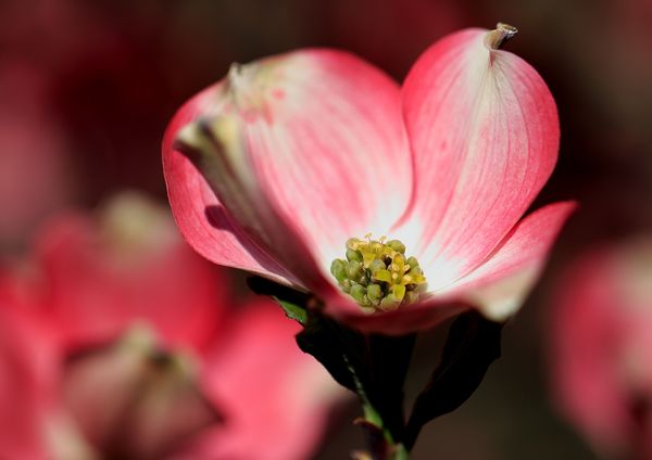 Red Dogwood Bloom - Anderson Japanese Gardens...