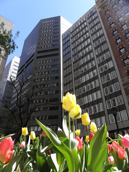 Where else but NYC can you see tulips fronting hig...