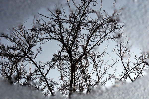 Reflection framed in ice on my driveway...