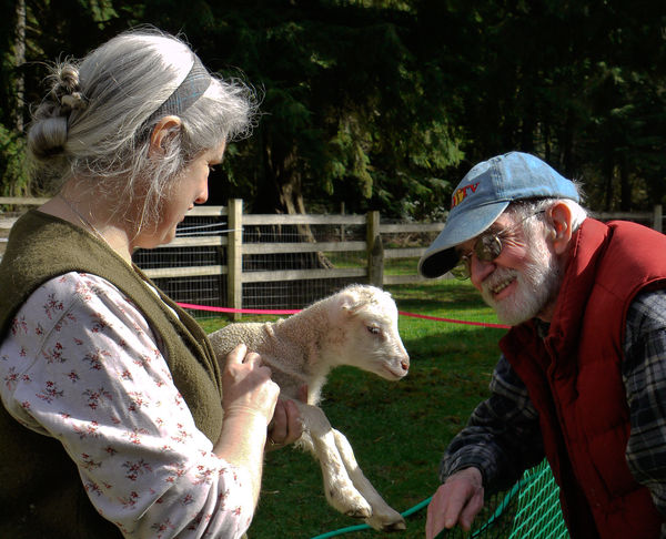 Inspecting a newborn lamb...
