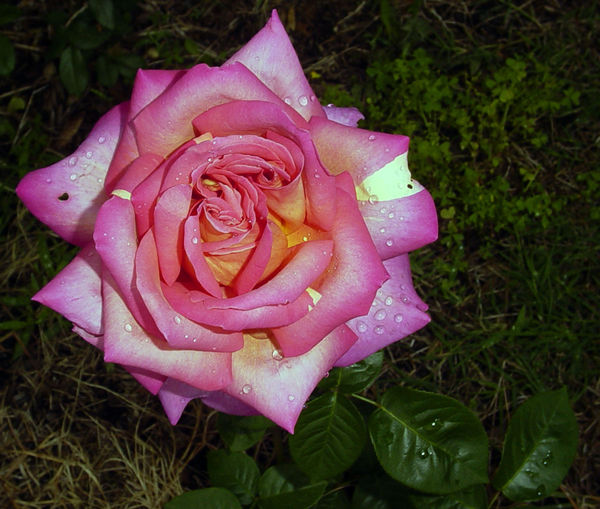 PINK ROSE AFTER A RAIN...