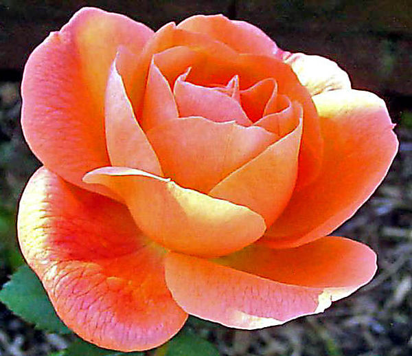 ROSE - MOST BEAUTIFUL ORANGE...
