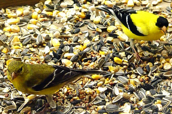GOLD FINCH - FEMALE AND MALE...