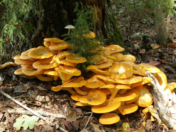 Jack-o-lantern mushrooms...