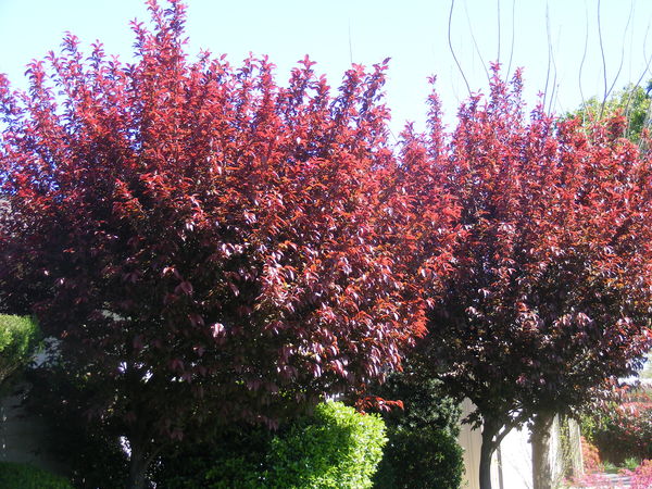 Red trees in my front yard.  Flowering Plumb...