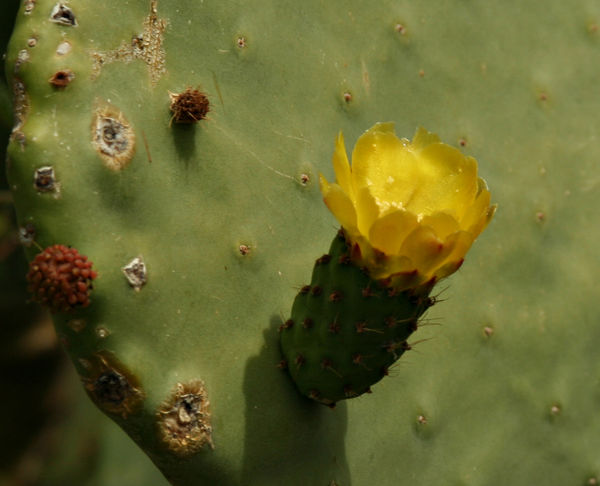 prickly pear cactus starting to bloom...