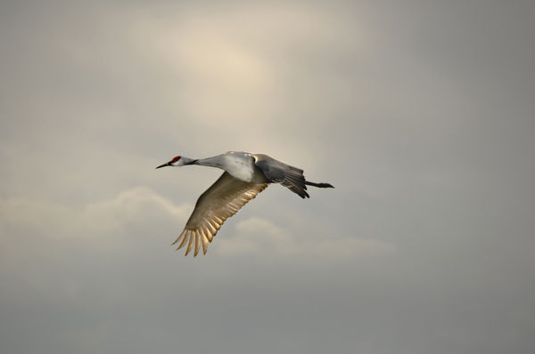 Crane in Flight...