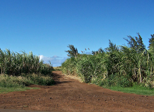 just a road between the sugar cane fields...