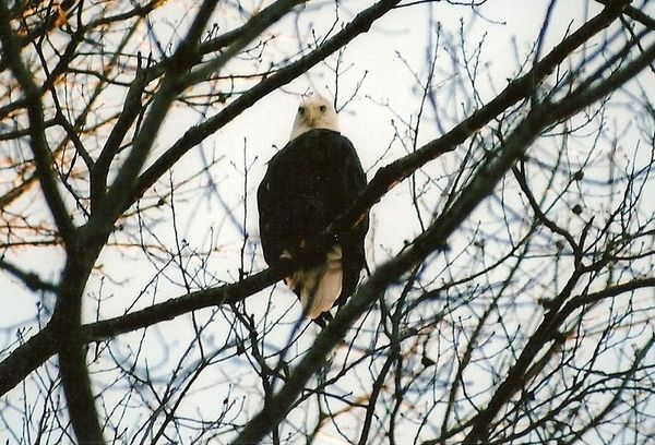 Eagle taken at Reelfoot Lake in TN...