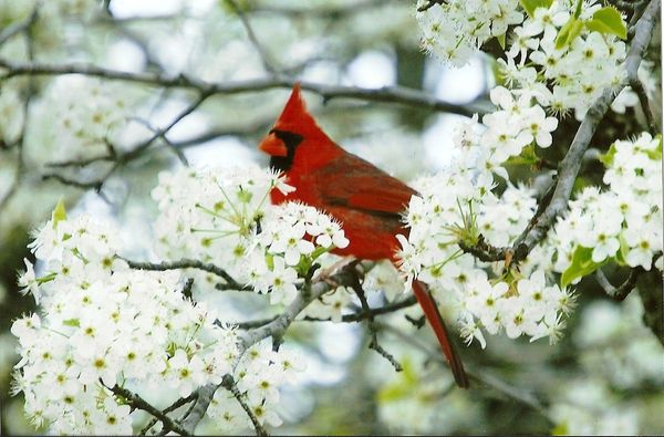 Cardinal in my Bradford Pear trees. My property is...
