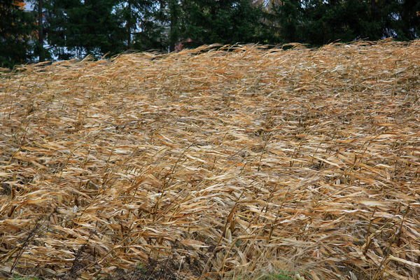 High Winds in a corn field...
