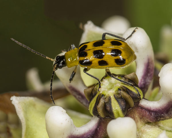 Spotted Cucumber beetle...