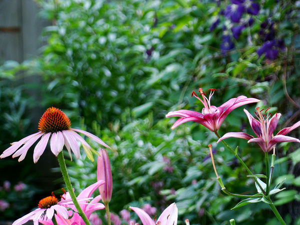 Cone Flower & Lily...