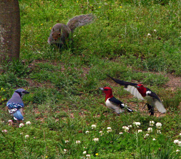 BLUE JAY, SQUIRREL AND RED-HEADED WOODPECKERS...