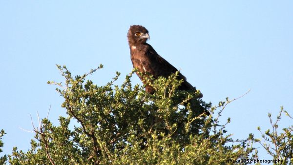 Brown Snake Eagle - Bird of the African Savanna&#9...