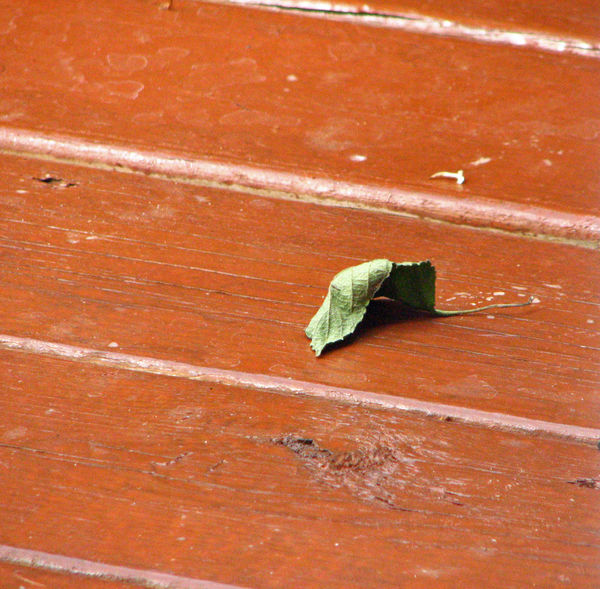 JUST A LEAF ON THE DECK...