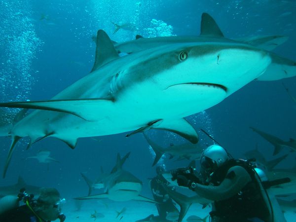Shark Dive Nassau...