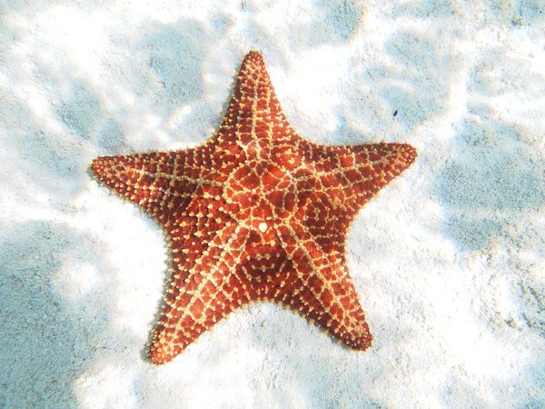 Starfish Castawy Cay...