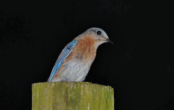 This bluebird is above one of the houses which has...