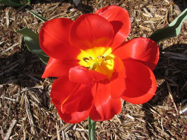 this is a double tulip...