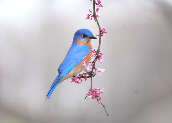 Bluebird on my redbud tree....