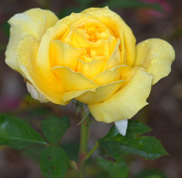 Yellow Rose of Texas...