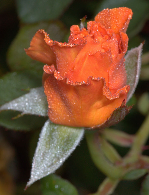Orange Rose bud...