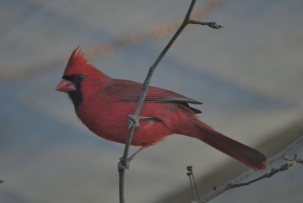 Redbird on habitat I added to patio during snow st...