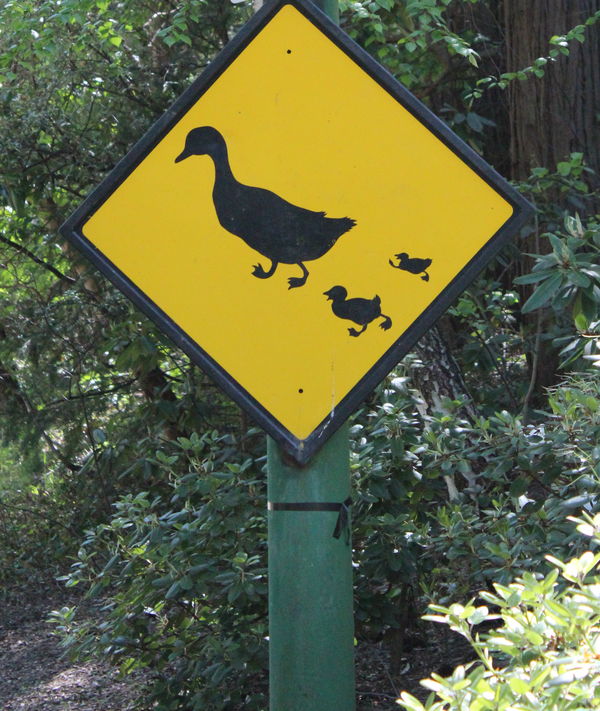 Duck Crossing...