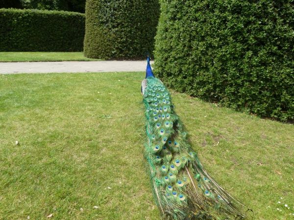 Peacock just strolled away very elegantly...
