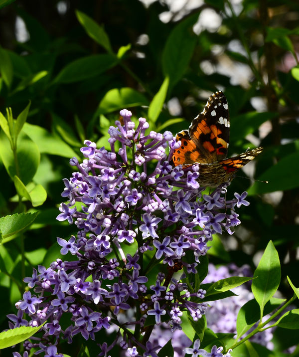 Butterfly on Lilac...