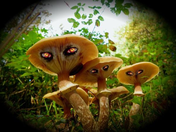 Sinister Mushrooms...